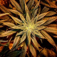 Pine Street Cannabis Company Website