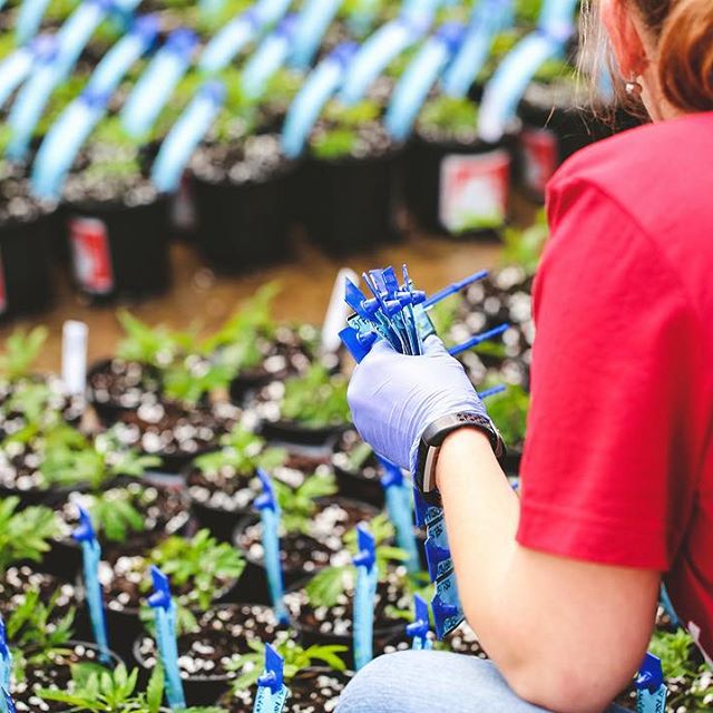 Strawberry Fields Colorado Springs Website