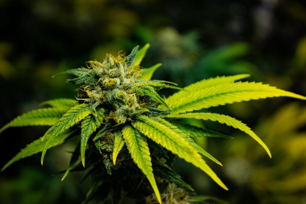 High Level Health - Lincoln (REC) Website