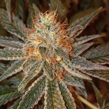 Pine Street Cannabis Company Website