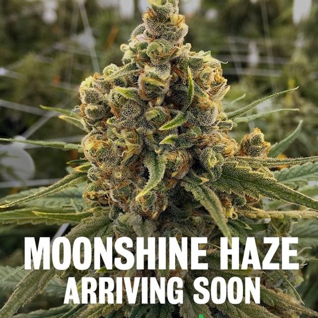 Breakwater Alternative Treatment Center Website