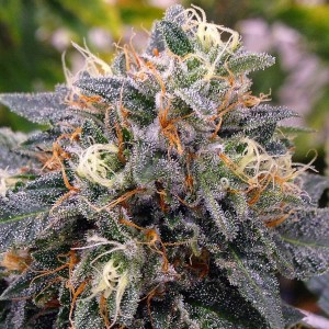 Trill Alternatives - MEDICAL Website