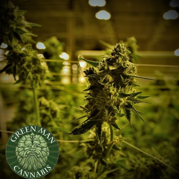 Green Man Cannabis - South Denver Website