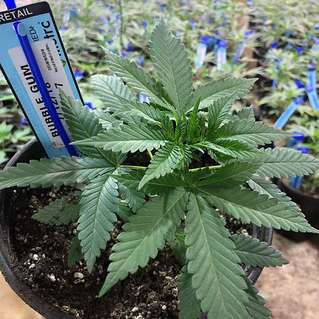 1:11 Dispensary Website