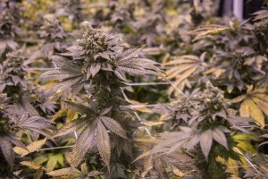 Trill Alternatives - MEDICAL Website