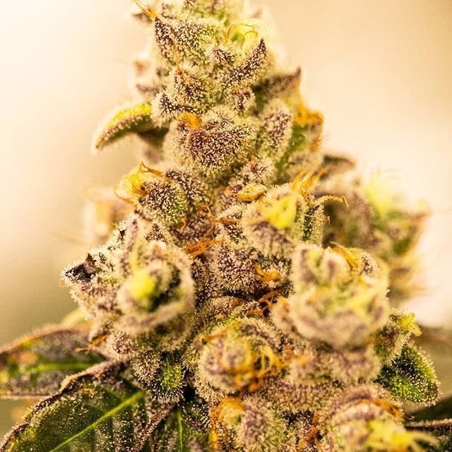 Urban Dispensary Website