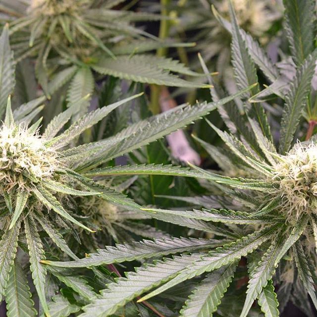 Central Ave Compassionate Care Website