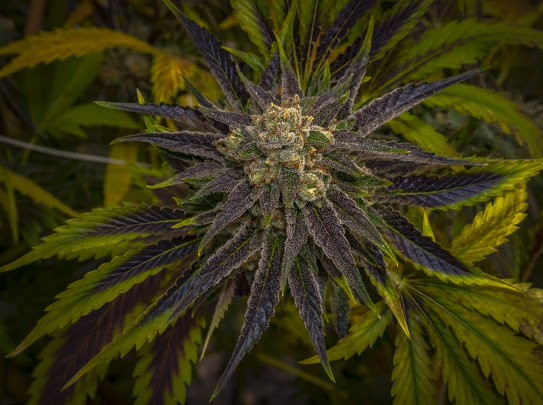 Plantae Bend Website