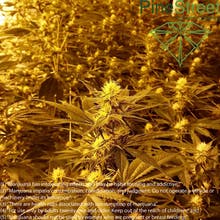 Pine Street Cannabis Company Website