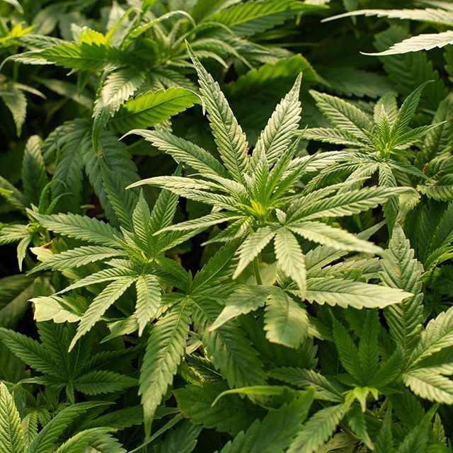 Surterra Wellness - Palm Bay Website