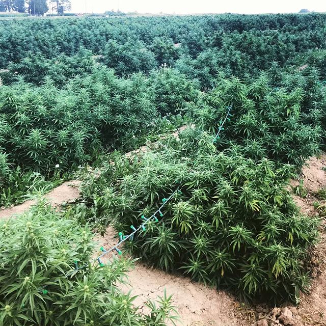 CBDepot - Fort Collins Website