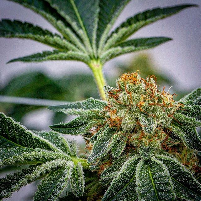 Ascend - Denver Website