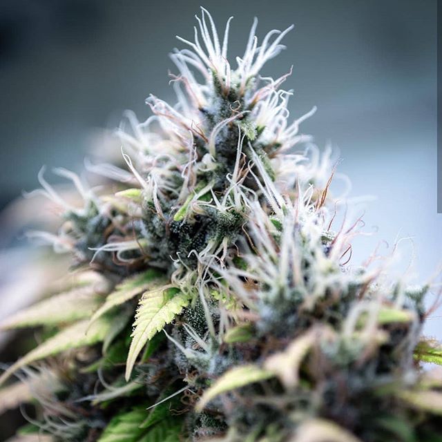 New Mexico Alternative Care Website