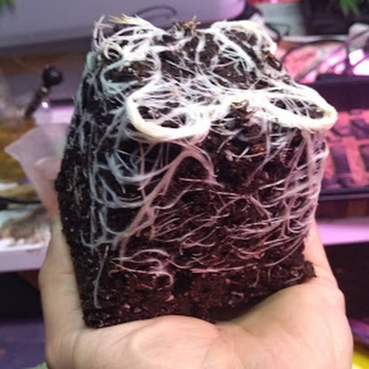 Hydroponic Consultancy Website