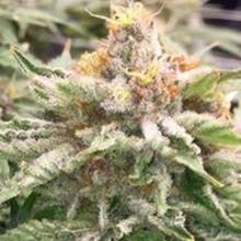 Great Alaskan Bud Company - GABCO Website