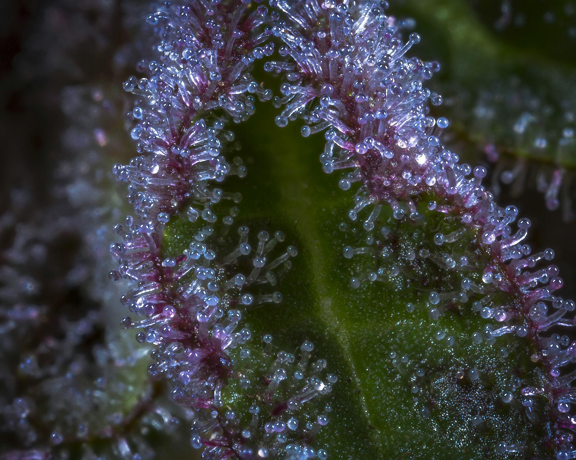 Plantae Madras Website