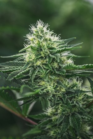 Health for Life McDowell Website