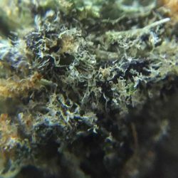 Santé - Durango Website