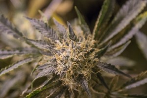 Trill Alternatives - MEDICAL Website