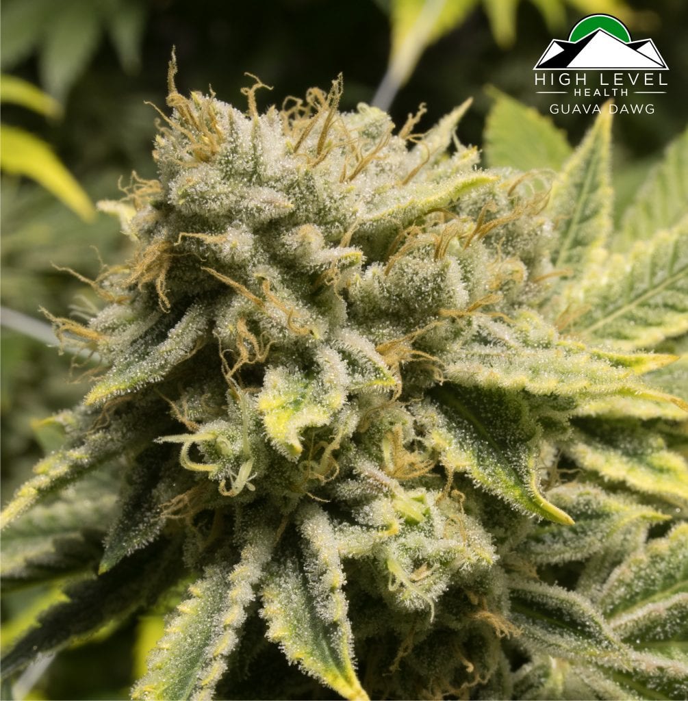 High Level Health - Lincoln (REC) Website