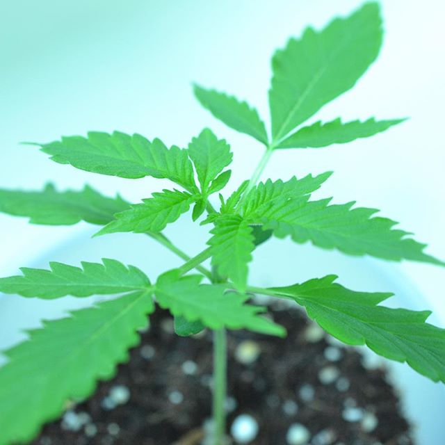 Central Ave Compassionate Care Website