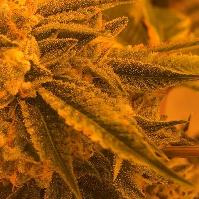 Sacred Seed Medical Dispensary Website