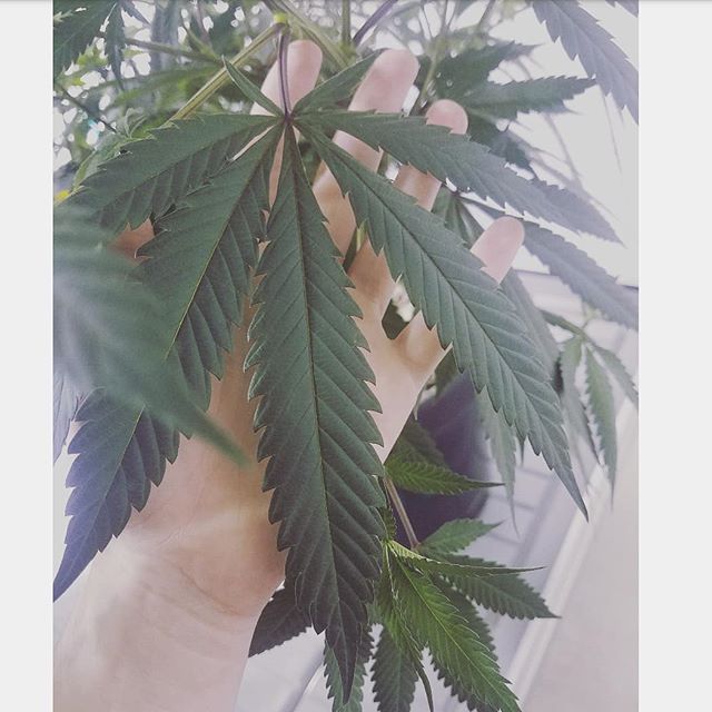 New Mexico Alternative Care Website