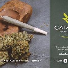Catalyst Cannabis Company Website