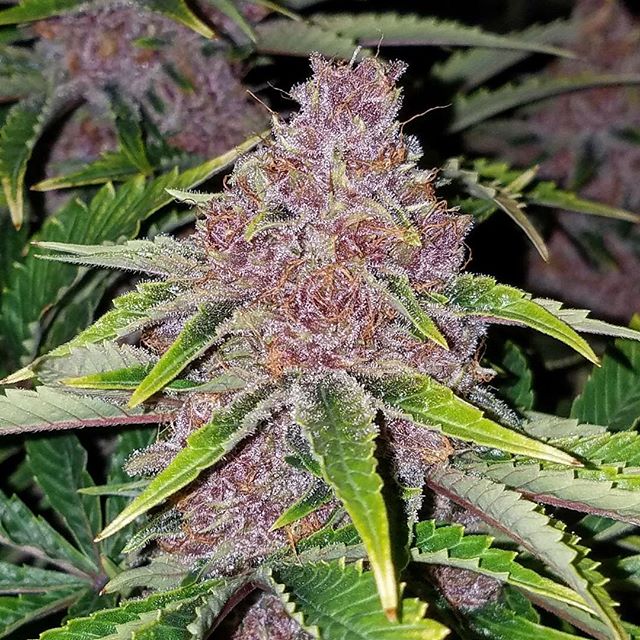 Healthy Pharms - Cambridge Website