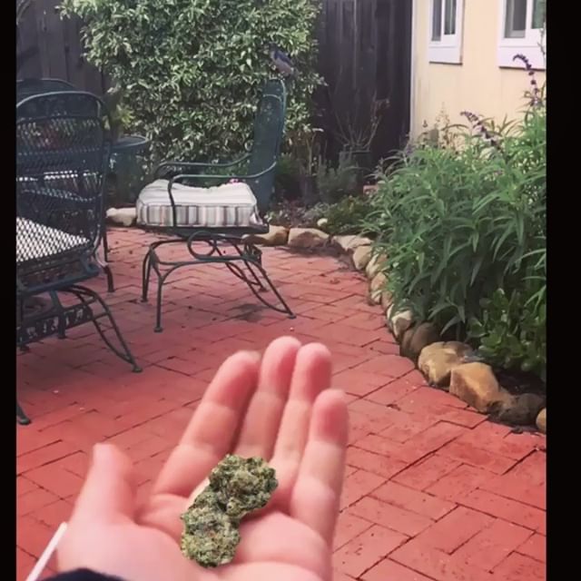 Canopy Health and Wellness Website