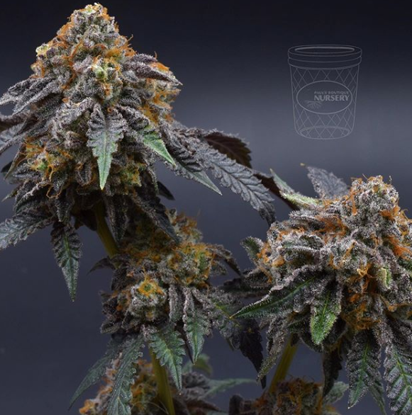 Paul's Boutique Nursery Website