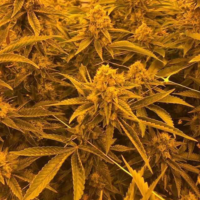 Colorado Harvest Company Yale Website