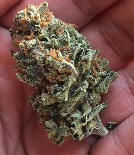 Green Elevation Delivery Website