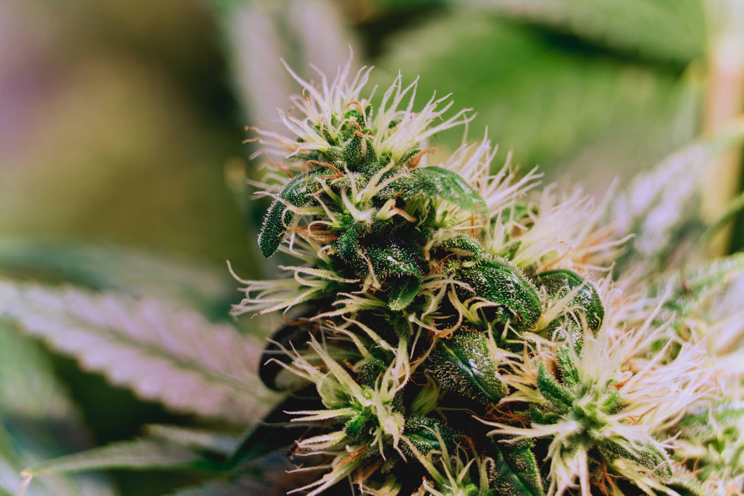 Kaya Cannabis - Colfax Website