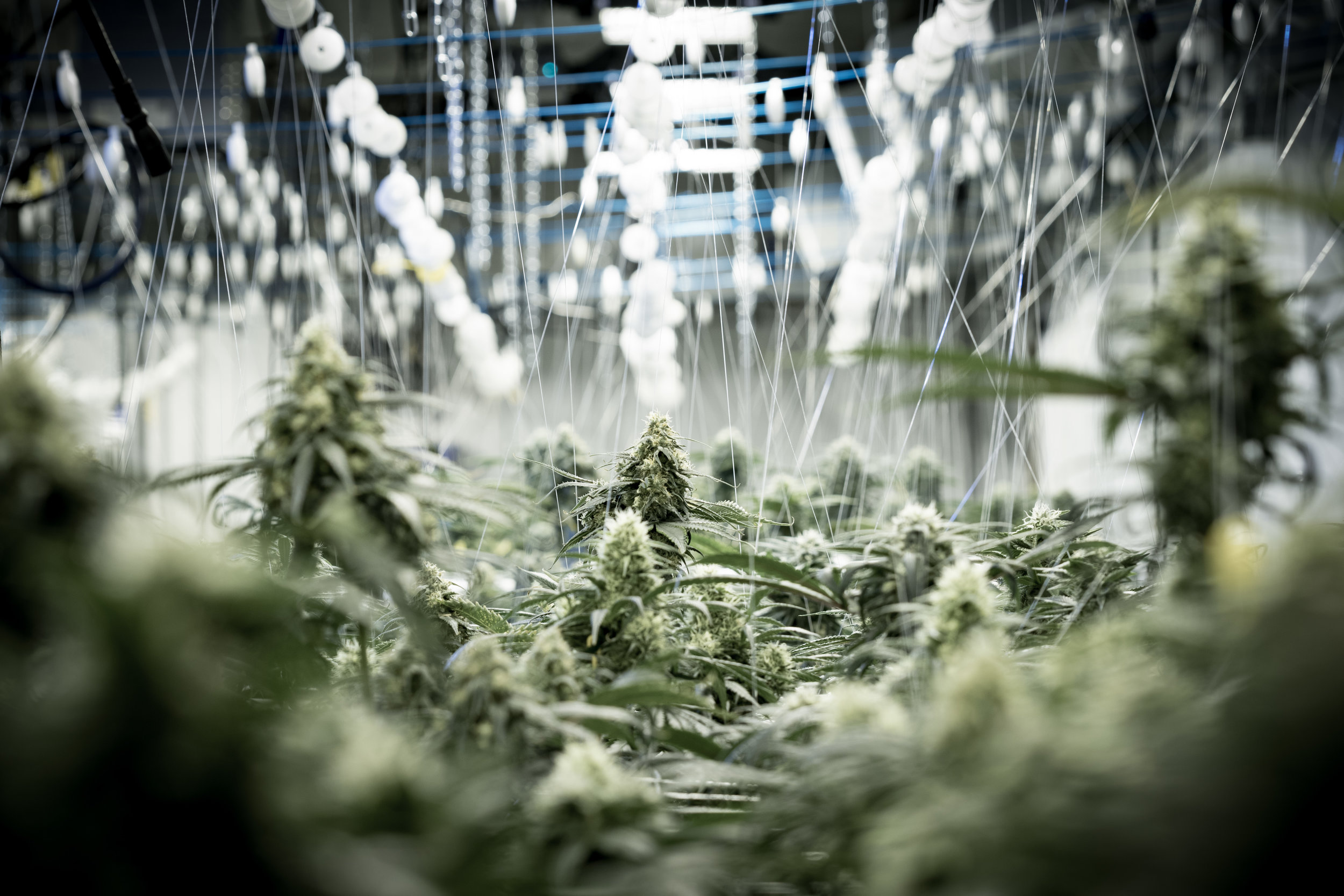 Mary Jane's Collective Website