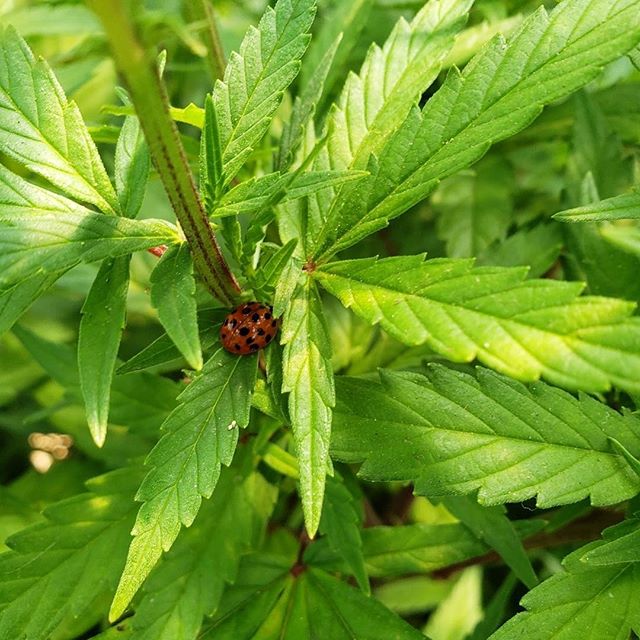 The Hemp Store - Raleigh (CBD Only) Website