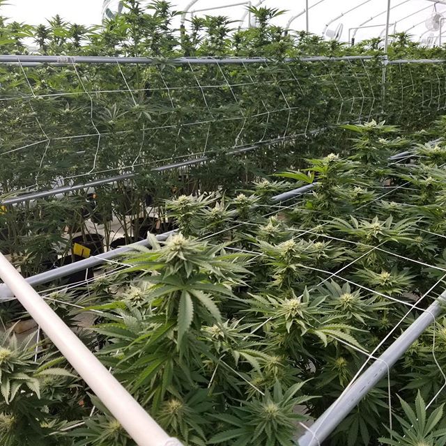 Green Pharms Dispensary Mesa Website