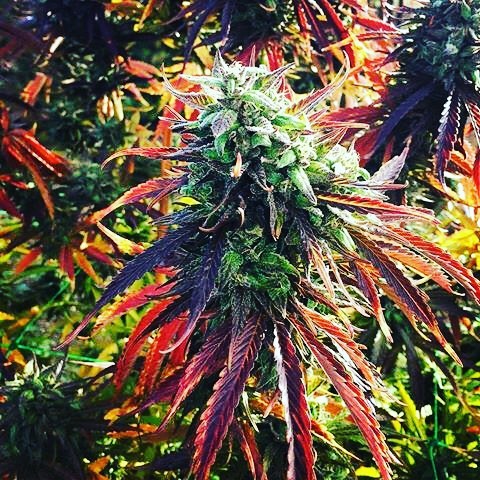 Nectar - Salem Website