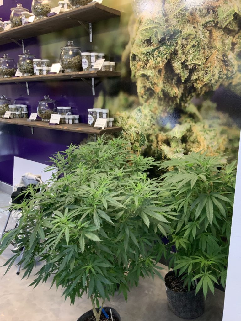 High Society Warr Acres Website