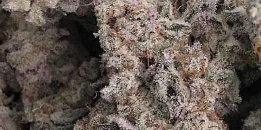 Tahoe Honey Company Website