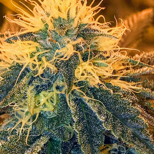 Sacred Seed Medical Dispensary Website