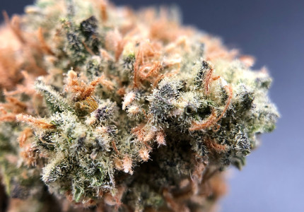 PurLife - Montgomery Website