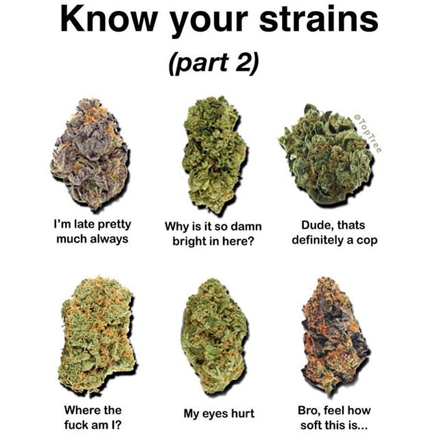 Budlandia - Division St. Website