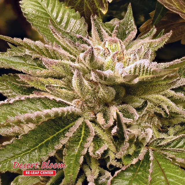 Desert Bloom Releaf Center Website