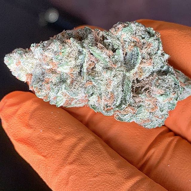 Colorado Harvest Company Yale Website