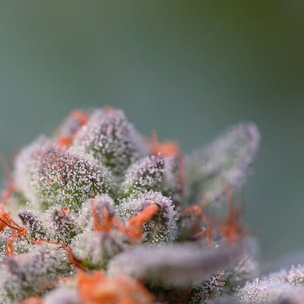 Green Pharms Dispensary Mesa Website