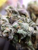 LOS ANGELES KUSH - EAST LA Website