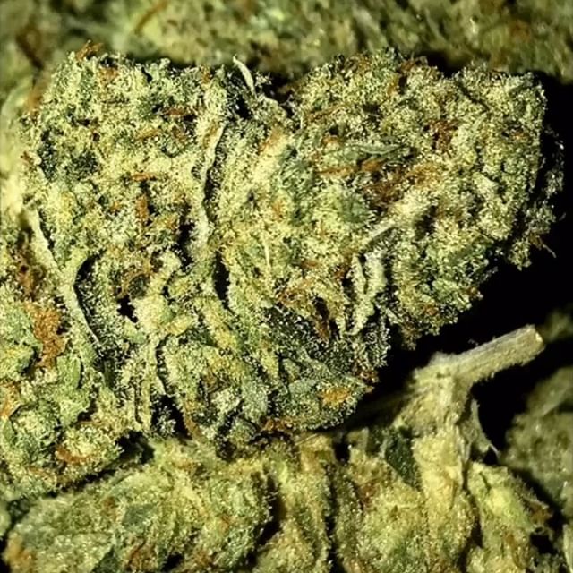 Sacred Seed Medical Dispensary Website