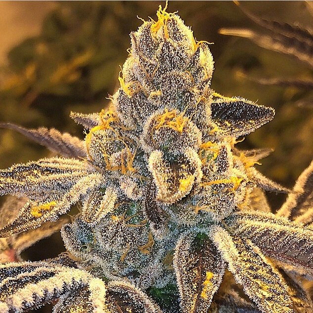 Green Health - Fort Lauderdale Website