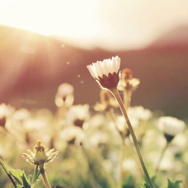 Freedom Road Dispensary - Brickyard Website